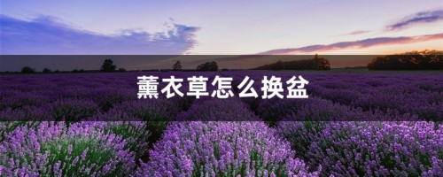 薰衣草怎么换盆，薰衣草什么季节换盆