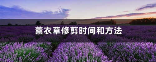 薰衣草修剪时间和方法，薰衣草什么季节修剪