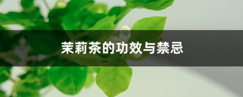 茉莉茶的功效与禁忌