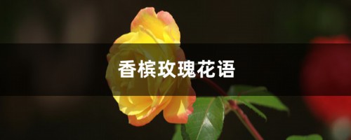 香槟玫瑰花语