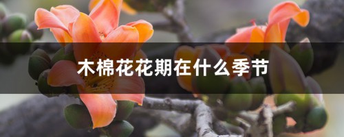 木棉花花期在什么季节，花期多长时间