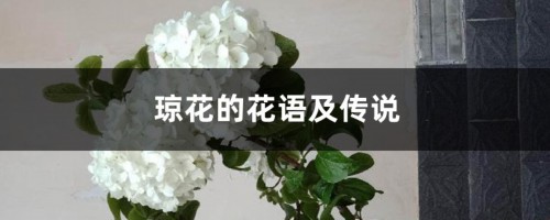 琼花的花语及传说