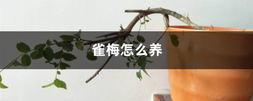 雀梅怎么养