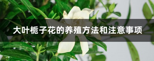 大叶栀子花的养殖方法和注意事项