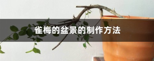 雀梅的盆景的制作方法